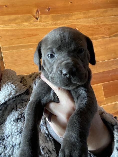 puppies for sale in fayetteville arkansas|craigslist fayetteville arkansas.